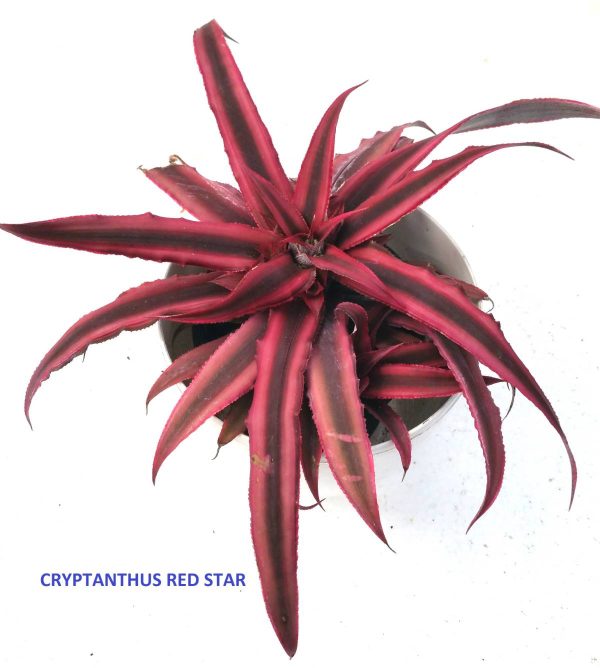 Cryapanthus Ruby, 8.5 cm Pot