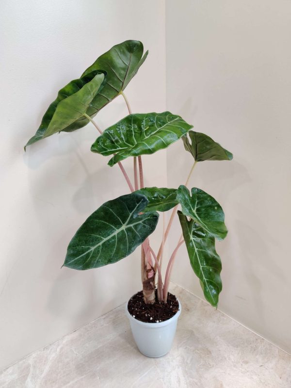 Alocasia Pink Dragon 8.5 cm Pot