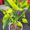 Alocasia Cucullata Variegated 10 cm Pot