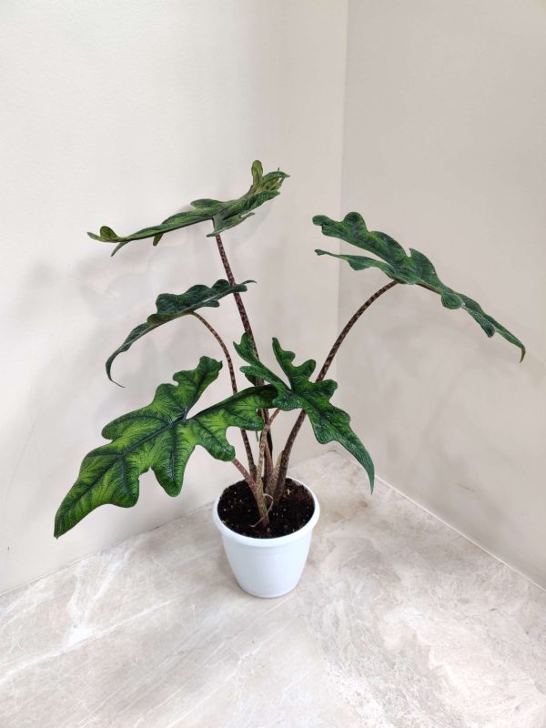 Alocasia Jacklyn 12 cm Pot