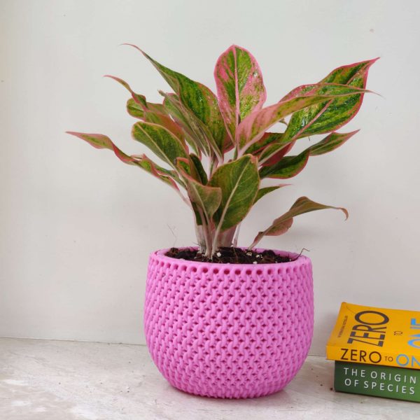Aglaonema Lipstick Pink in New York 18 cm Pot