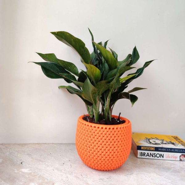 Aglaonema Green Lipstick in New York 18 cm Pot