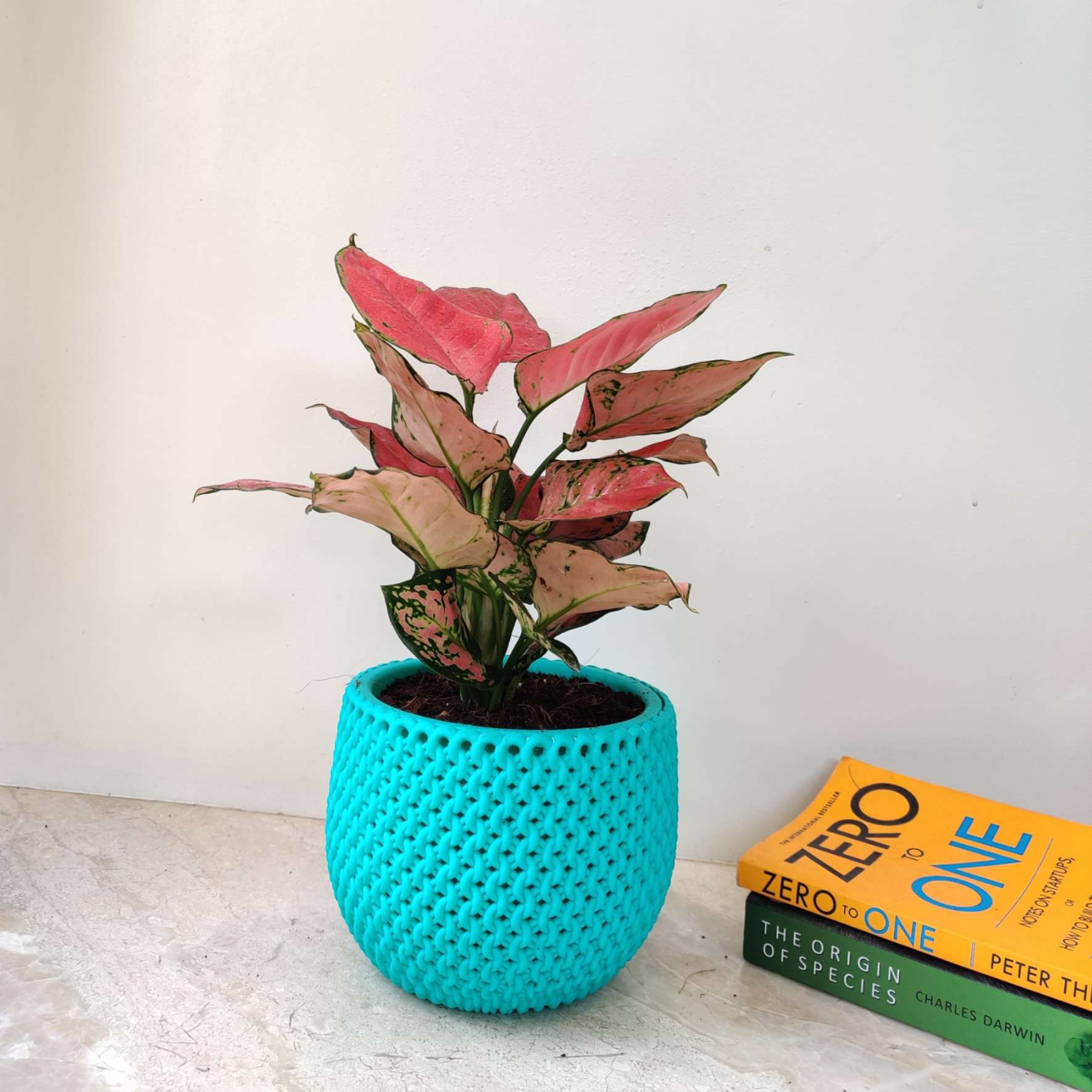 Aglaonema Diamond Pink in New York 18 cm Pot