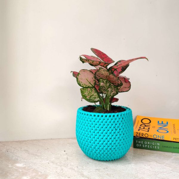 Aglaonema Beauty in New York 18 cm Pot