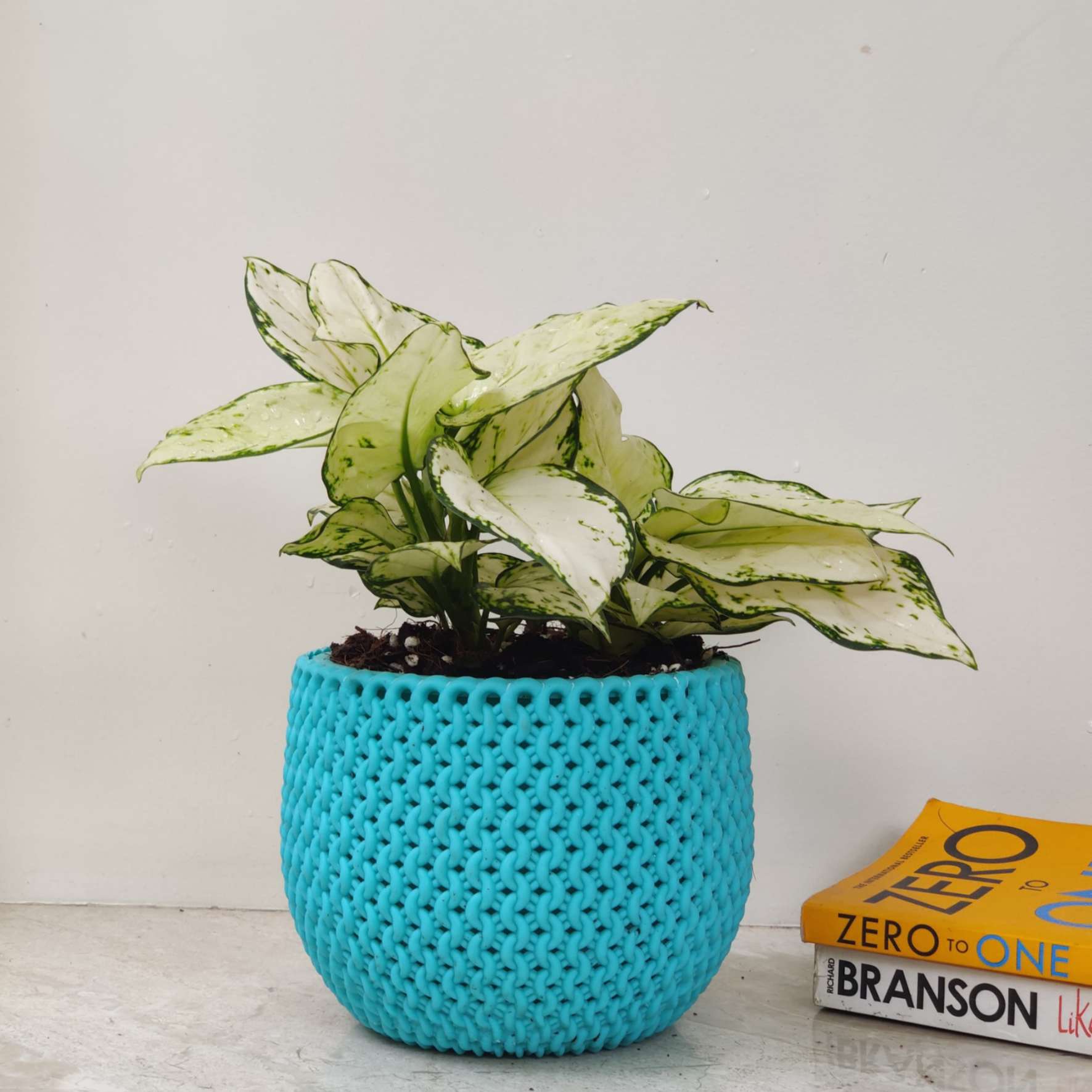 Aglaonema Super White in New York 18 cm Pot