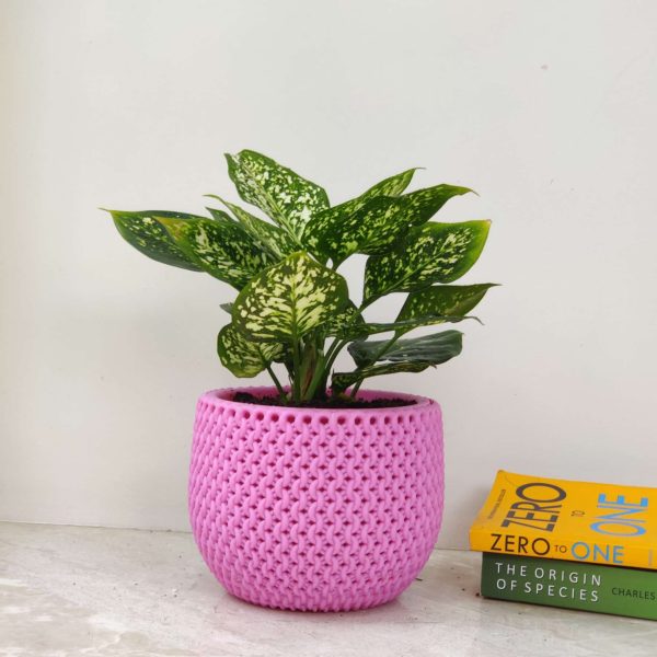 Aglaonema White Anjuman in New York 18 cm Pot