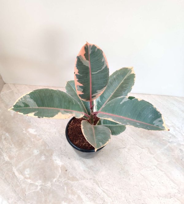 Variegated Elastica Rubber Plant, 12 cm Pot