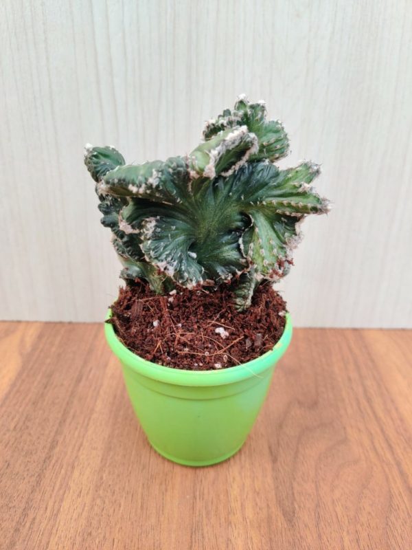 Monvillea Spegazzinii Cristata 8.5 cm Pot