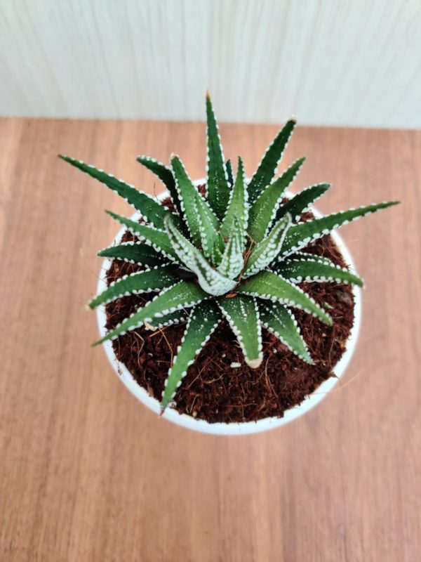 Haworthia Attenuata 'Big Band ' 8.5 cm Pot