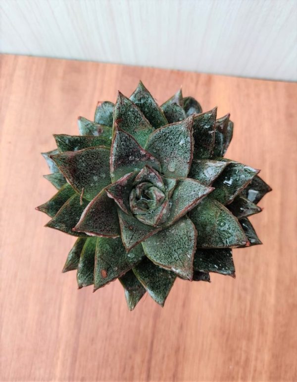 Echeveria Chinensis 8.5 cm Pot