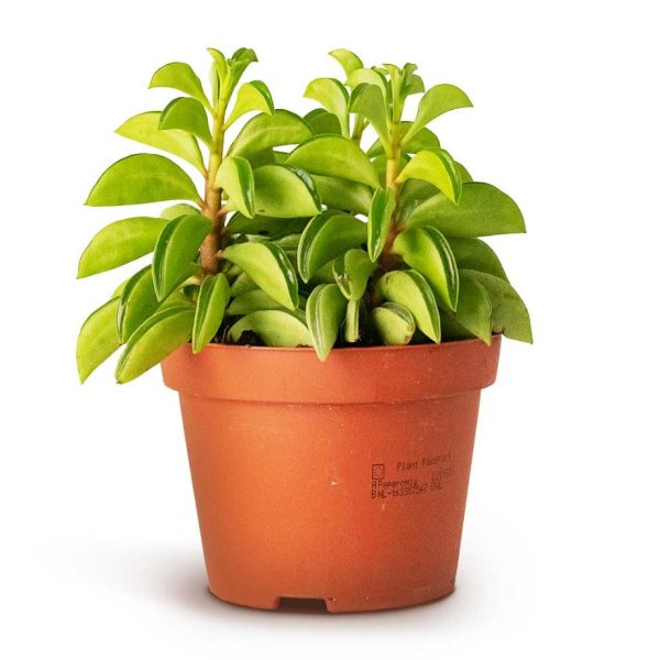 Peperomia Dolabriaformis, 10 cm Pot