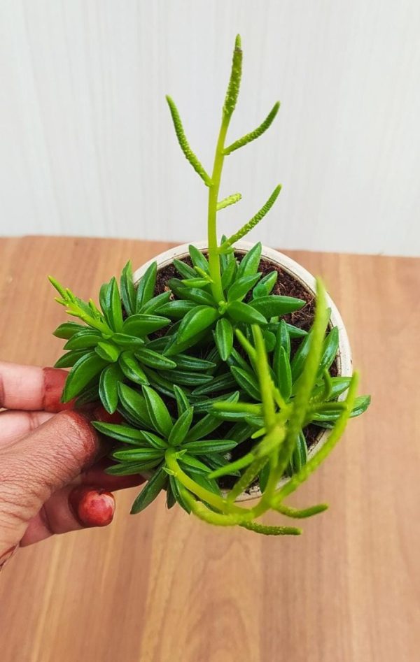 Peperomia Axillaris 8.5 cm Pot