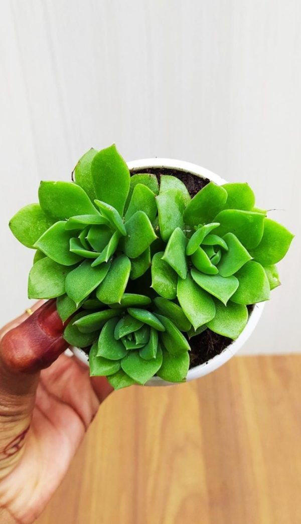 Molded Wax Agave 8.5 cm Pot