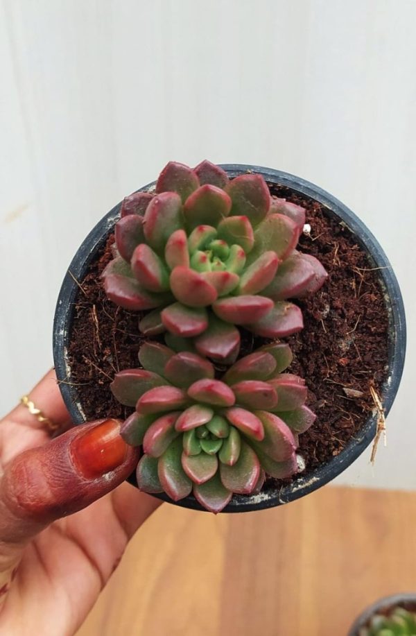 Graptoveria Bashful Pink Ruby Cluster Rare Succulent 8.5 cm Pot