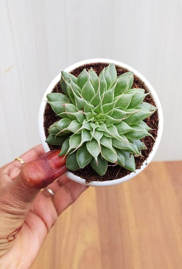 Graptopetalum Filiferum 8.5 cm Pot