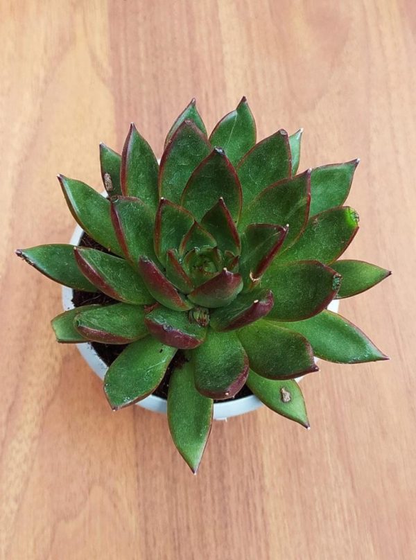 Echeveria Tequila Sunrise 8.5 cm Pot