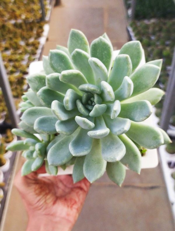 Sedeveria Blue Elf Succulent 17 cm Pot