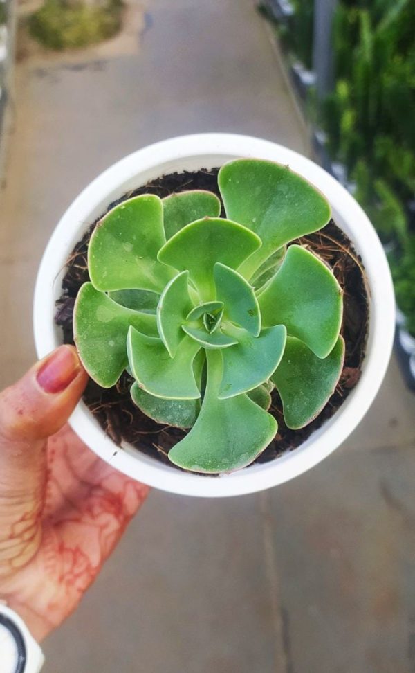 Echeveria Green Spoon, 10 cm Pot