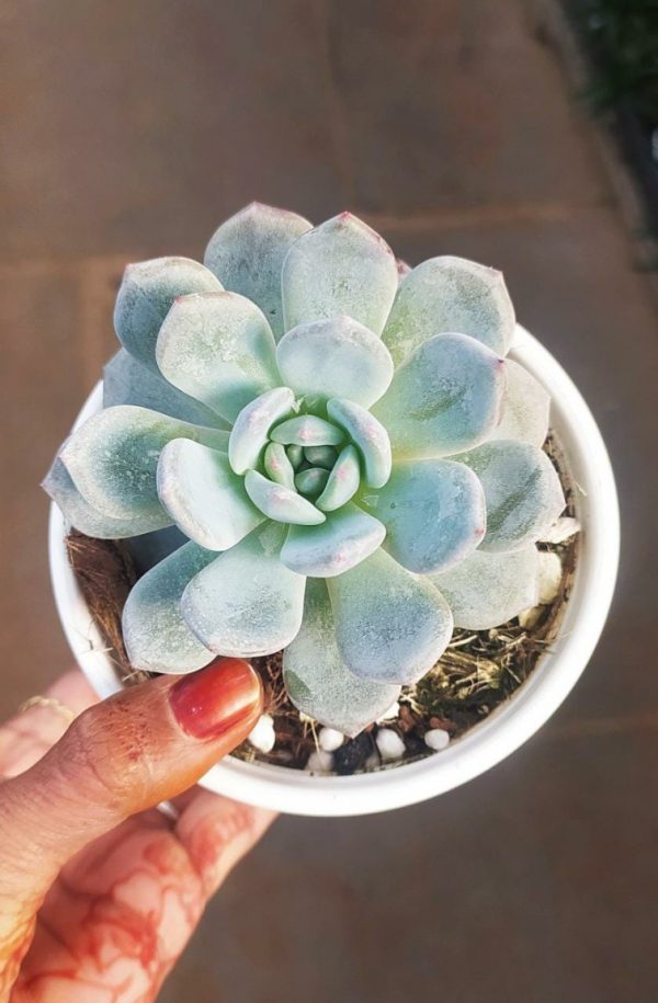 Echeveria Blue Bird 10 cm Pot