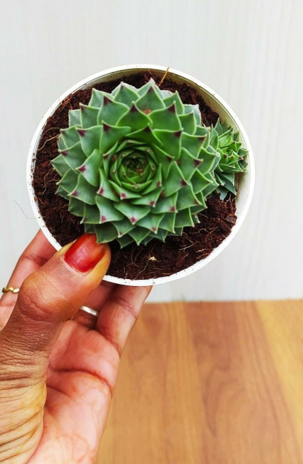 Common Houseleek 10 cm Pot