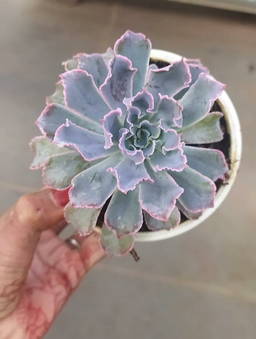Echeveria Neon Breaker 10 cm Pot