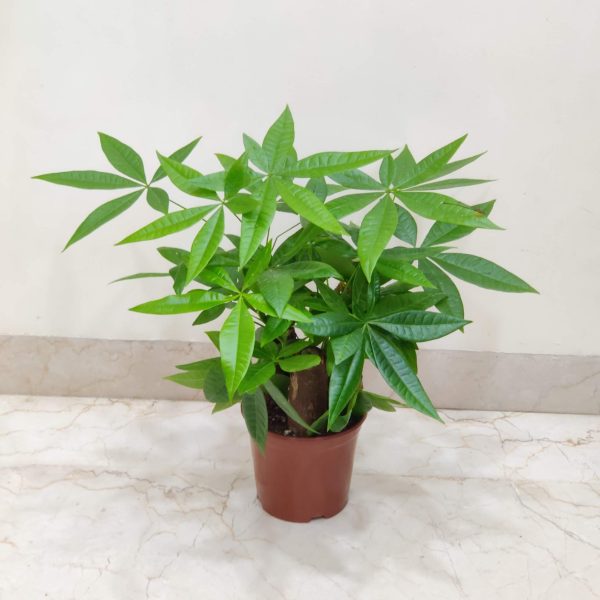 Pachira 12 cm Pot