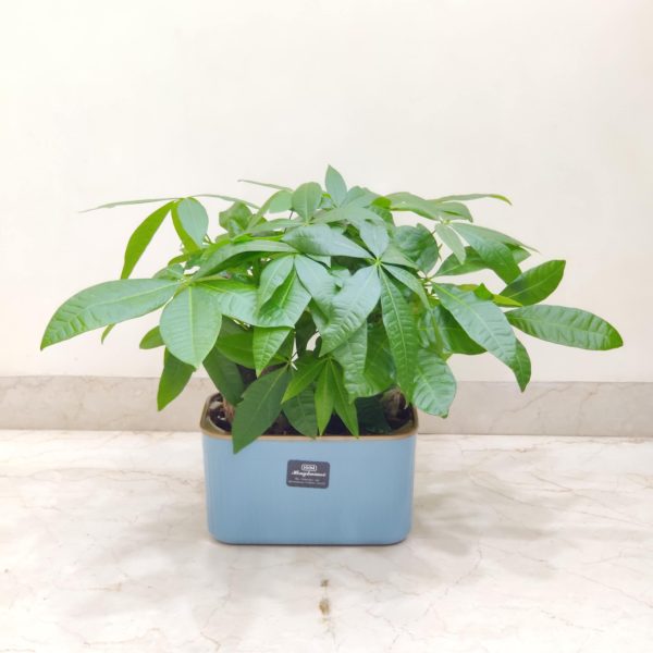 Pachira 18 cm Pot