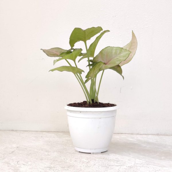 Syngonium Red Heart 8.5 cm Pot
