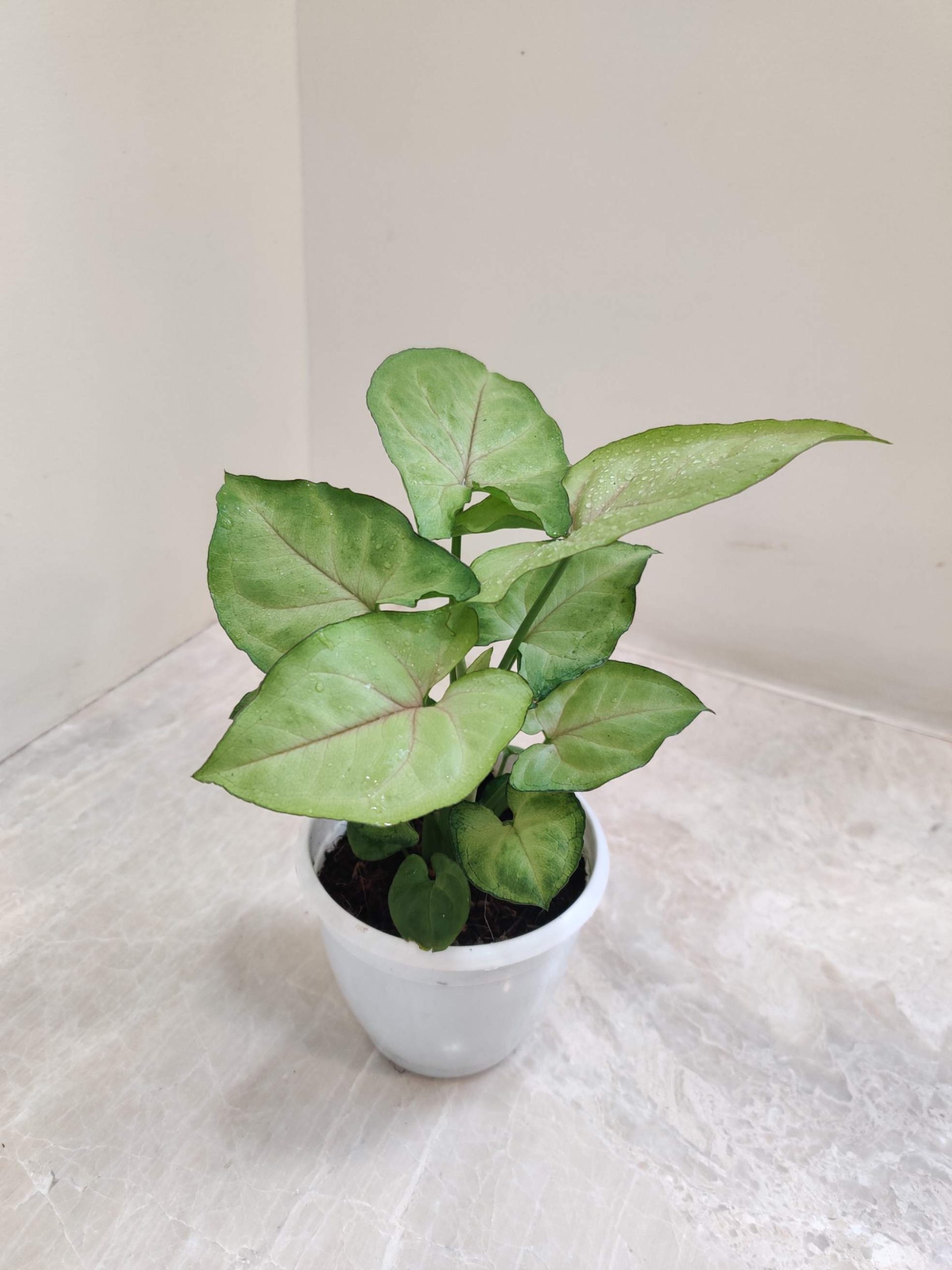 Syngonium Lemon Plant 8.5 cm Pot