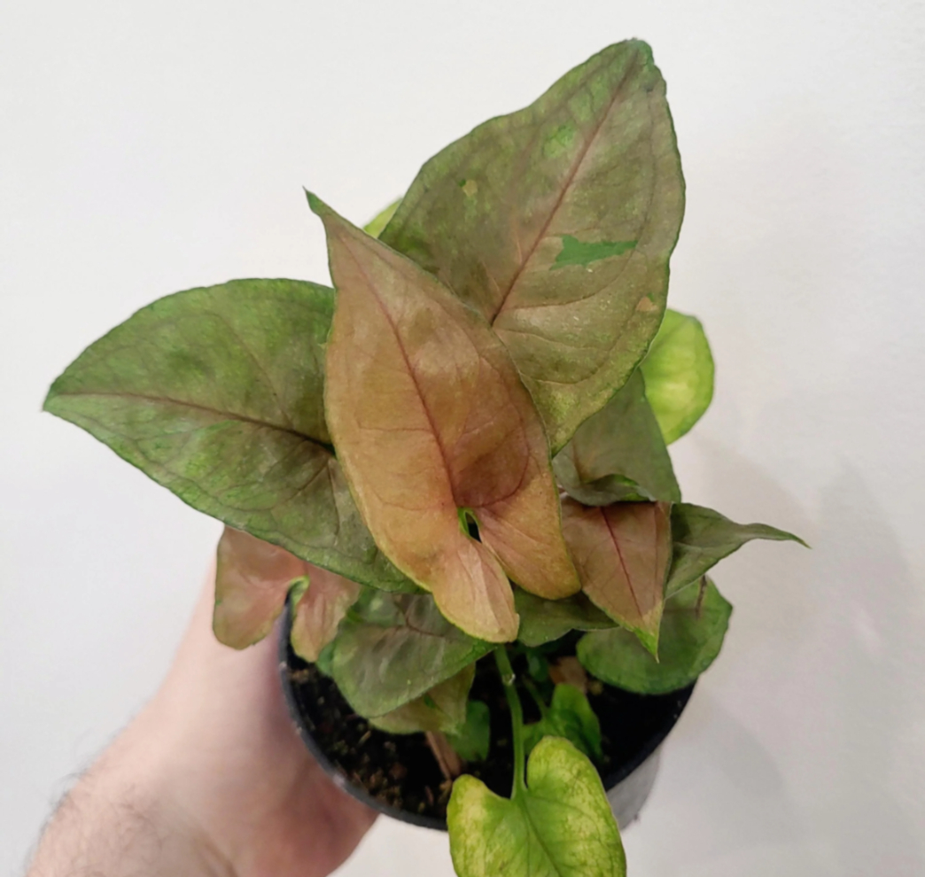 Syngonium 'Candy Berry' 8.5 cm Pot