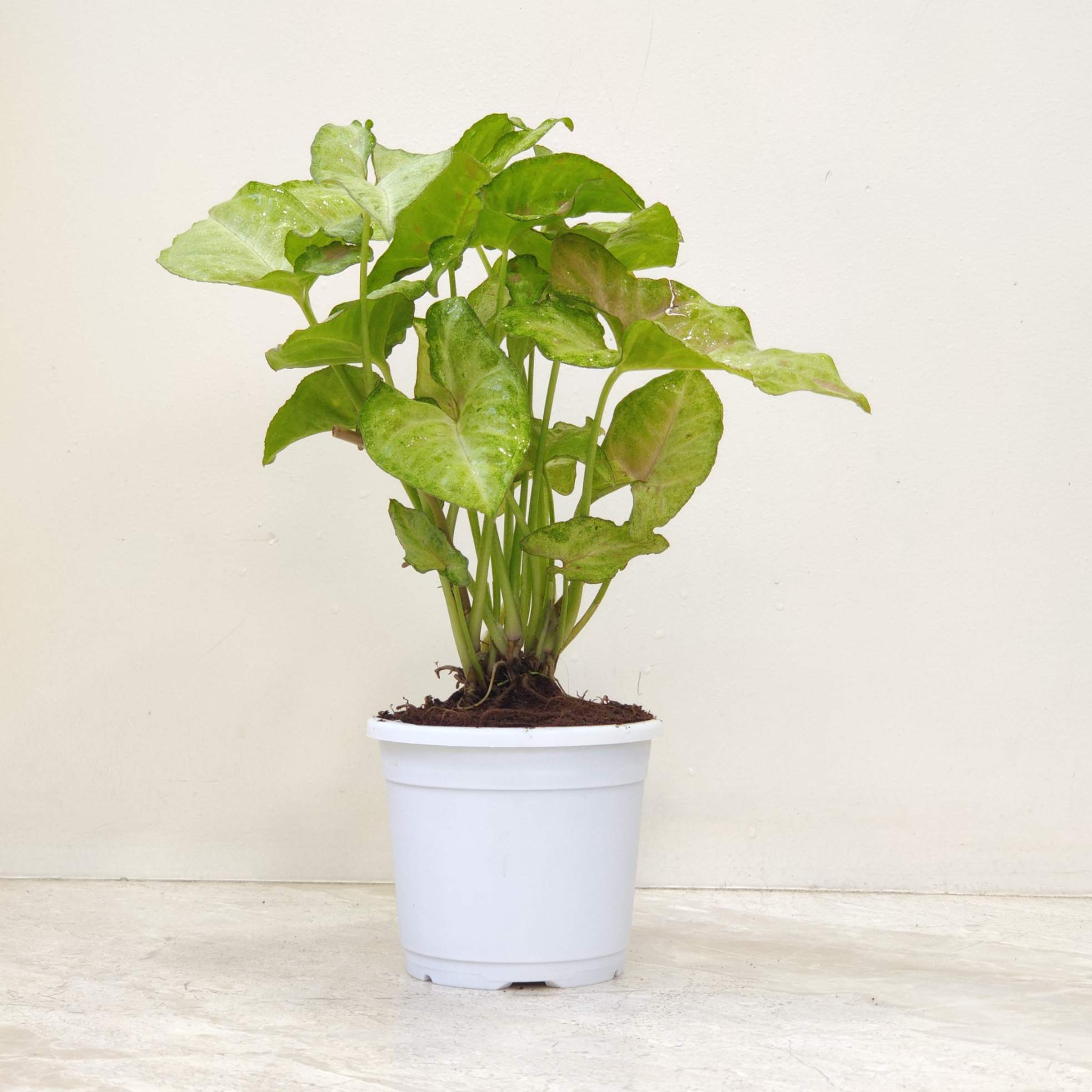 Syngonium Golden 10 cm Pot