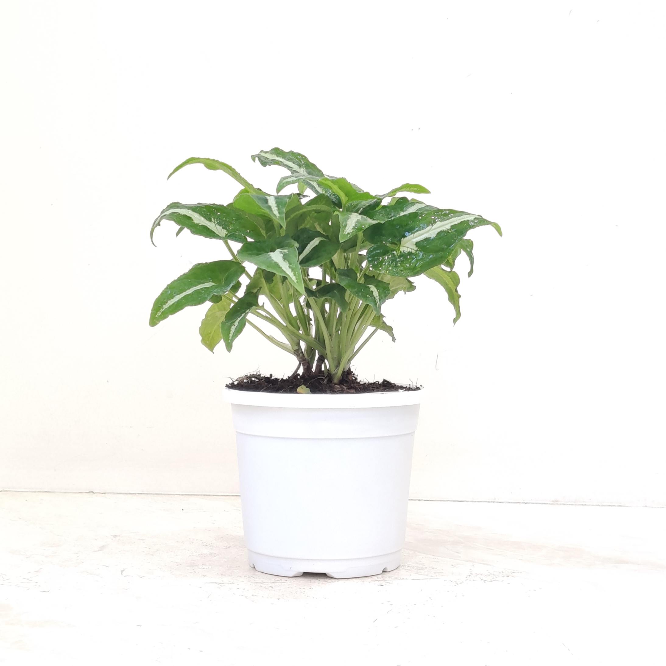 Syngonium Wendlandii Indoor Plant 10 cm Pot