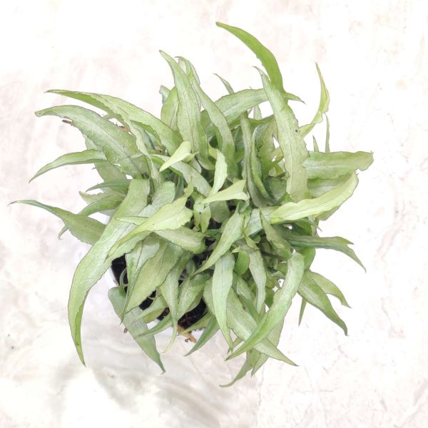 Syngonium ‘Ngern 10 cm Pot