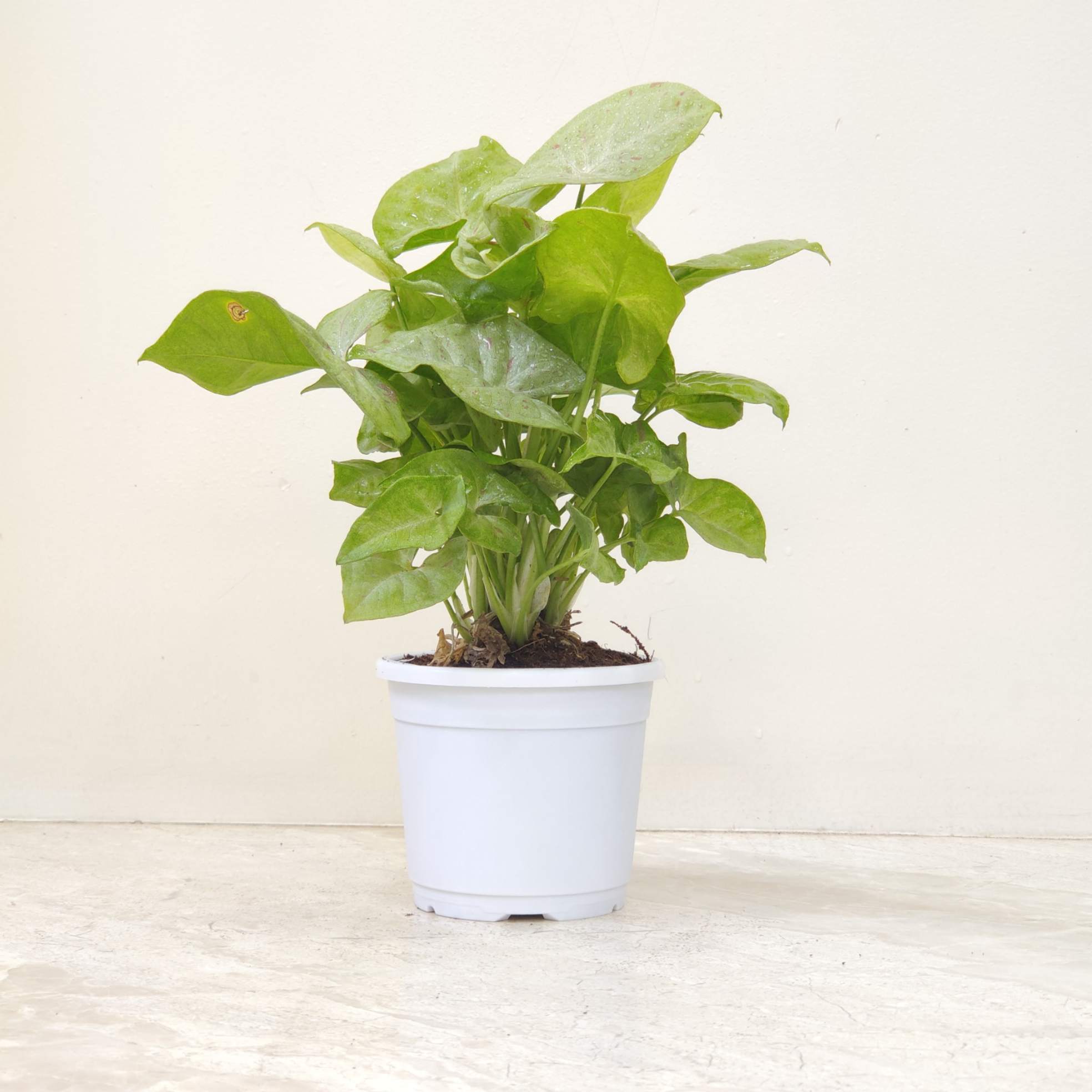 Syngonium Light Silver 10 cm Pot