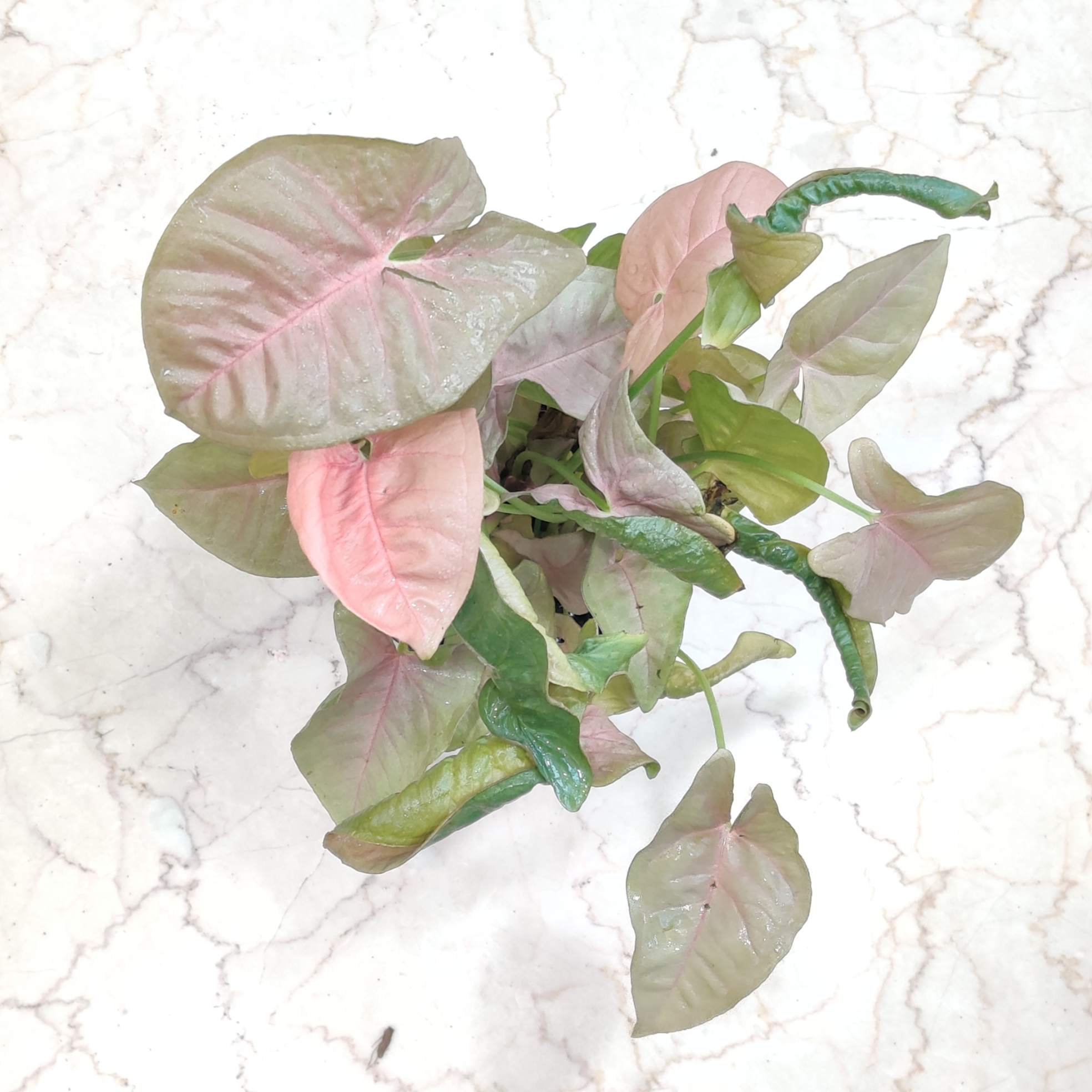 Syngonium Red Heart 12 cm Pot