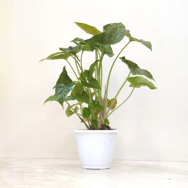 Syngonium Mirabel 12 cm Pot