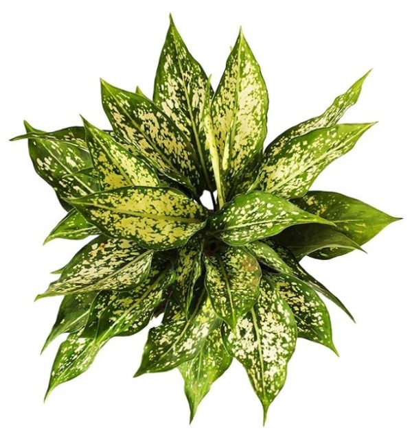 Aglaonema Snow White 18 cm Pot 